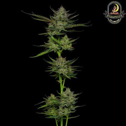 Sour Apple Auto | Humboldt Seed Company | Skyline Smoke Company | South Africa
