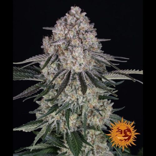 Sour Diesel Auto | Barneys Farm | Skyline Smoke Company | South Africa
