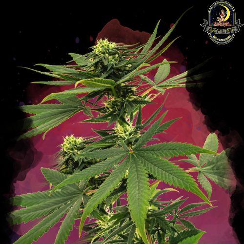 Sour Diesel | Nirvana Seeds | Skyline Smoke Company | South Africa