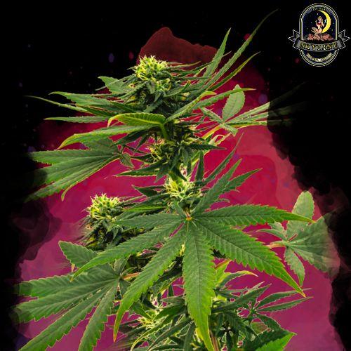 Sour Diesel | Nirvana Seeds | Skyline Smoke Company | South Africa