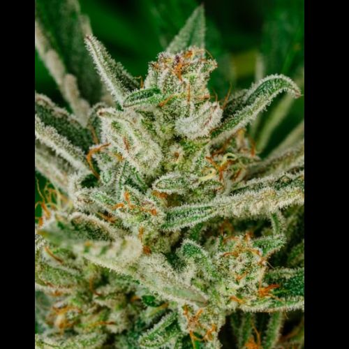 Sour Glue Fast | Atlas Seed | Skyline Smoke Company | South Africa