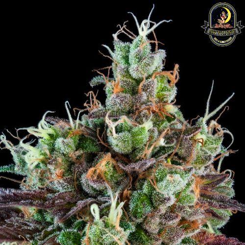Sour Ripper Auto | Ripper Seeds | Skyline Smoke Company | South Africa