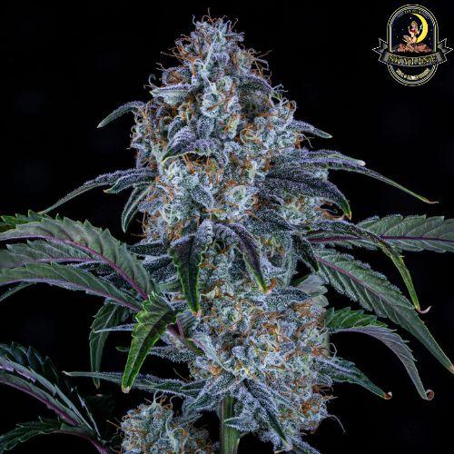 Sour Stomper Auto | Mephisto Genetics | Skyline Smoke Company | South Africa