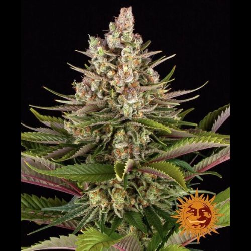 Sour Strawberry | Barneys Farm | Skyline Smoke Company | South Africa