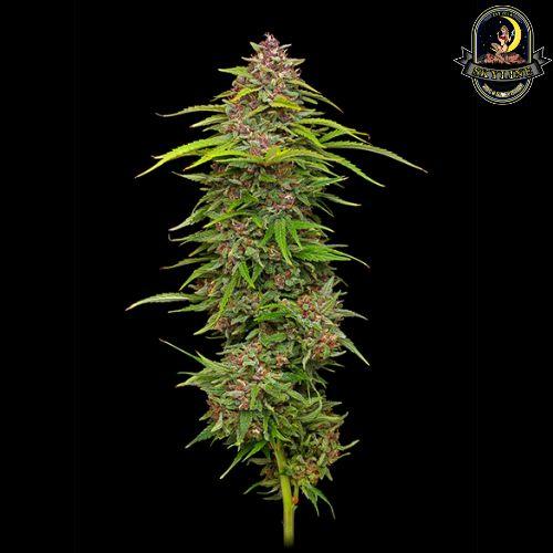 Squirt Auto | Humboldt Seed Company | Skyline Smoke Company | South Africa