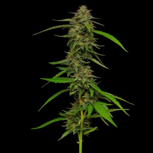 Strawberry Cheesecake | Humboldt Seed Company | Skyline Smoke Company | South Africa