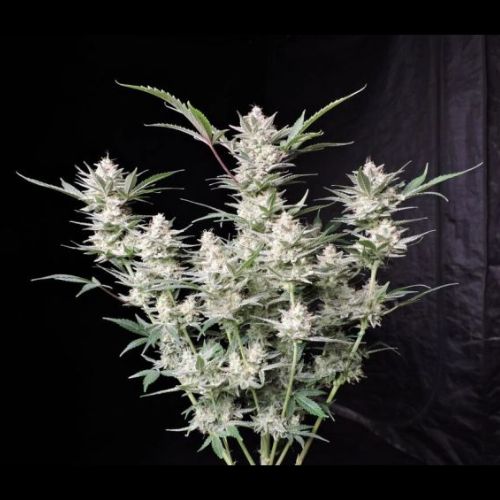 Strawberry Gorilla Auto | 420 Fast Buds | Skyline Smoke Company | South Africa