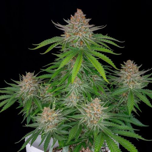 Strawberry Pie Auto | 420 Fast Buds | Skyline Smoke Company | South Africa