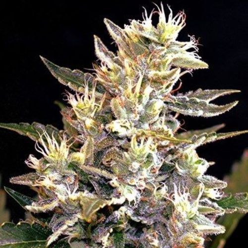 Sunset Vibes Auto | G13 Labs | Skyline Smoke Company | South Africa