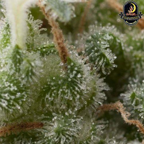 Super Hash Auto | Pyramid Seeds | Skyline Smoke Company | South Africa