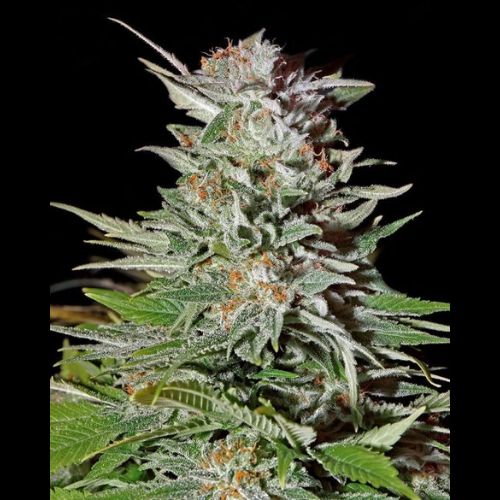 Super Lemon Haze Auto | Green House Seed Co. | Skyline Smoke Company | South Africa