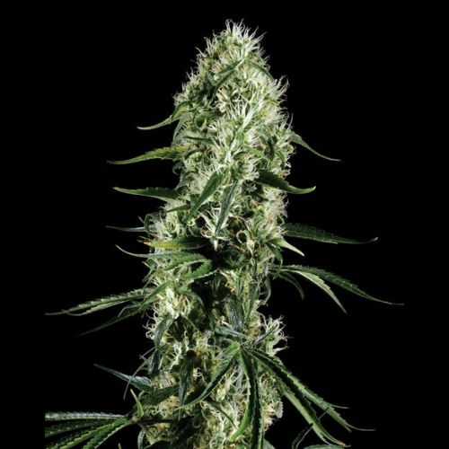 Super Silver Haze | Green House Seed Co. | Skyline Smoke Company | South Africa