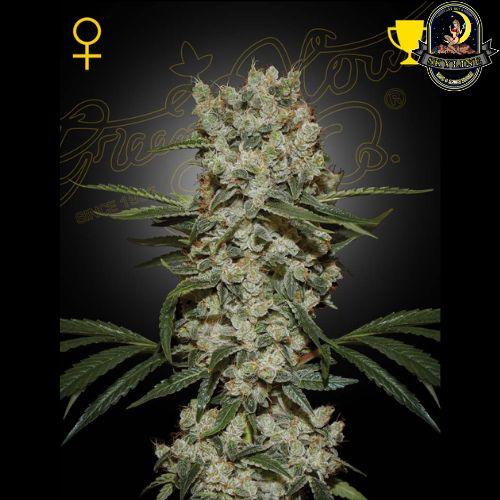 Super Silver Haze | Green House Seed Co. | Skyline Vape & Smoke Lounge | South Africa