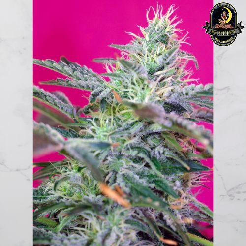 Sweet Cheese Auto | Sweet Seeds | Skyline Smoke Company | South Africa