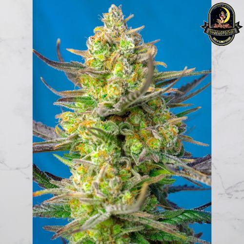 Sweet Cheese XL Auto | Sweet Seeds | Skyline Smoke Company | South Africa
