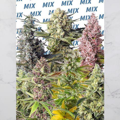 Sweet Mix Photoperiod Strains Pack | Sweet Seeds | Skyline Smoke Company | South Africa