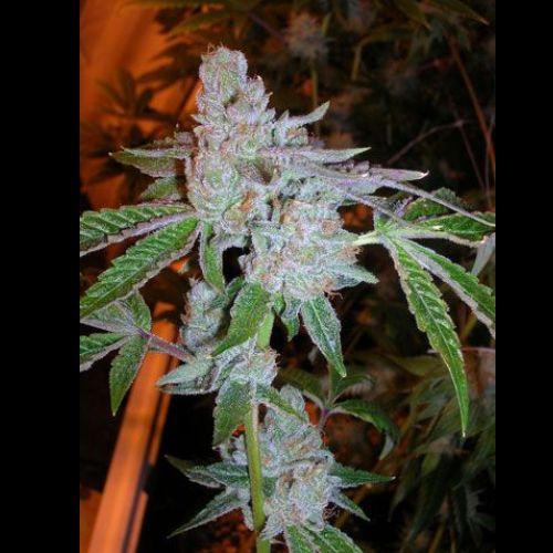 Tahoe OG Kush | The Cali Connection | Skyline Smoke Company | South Africa