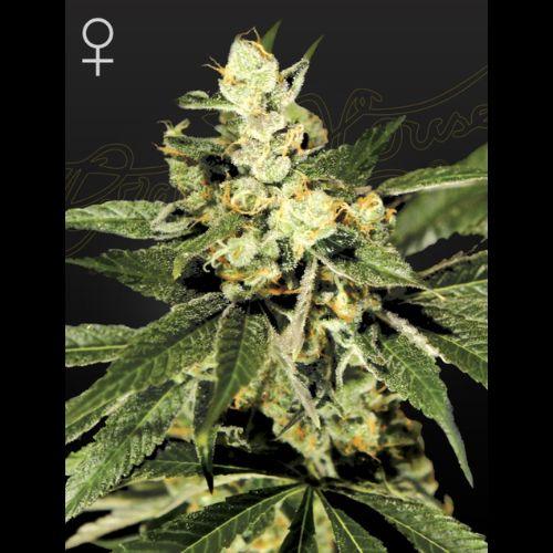 Trainwreck | Green House Seed Co. | Skyline Smoke Company | South Africa