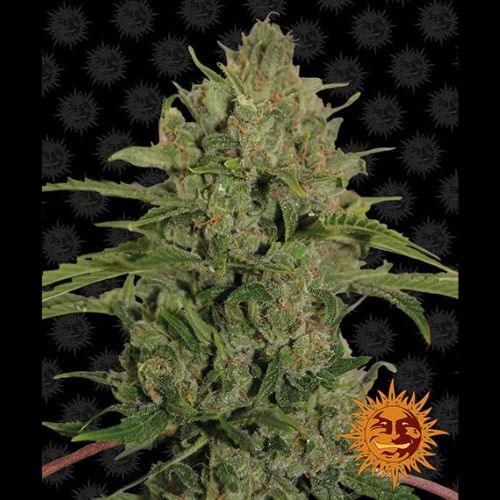 Triple Cheese | Barneys Farm | Skyline Smoke Company | South Africa