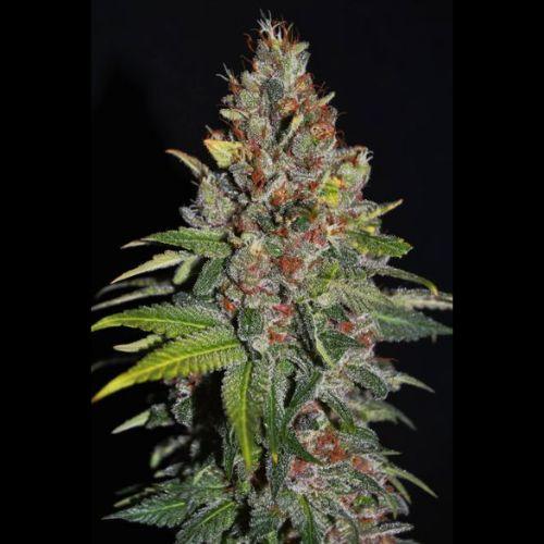 Tropical Punch | G13 Labs | Skyline Smoke Company | South Africa