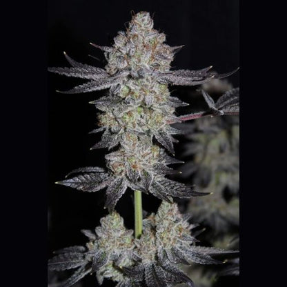 Tropicana Cookies Fast | 420 Fast Buds | Skyline Smoke Company | South Africa