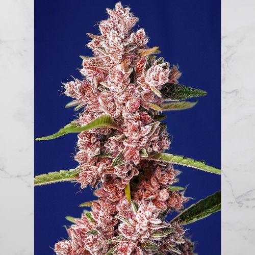 Tropicanna Poison F1 Fast Version | Sweet Seeds | Skyline Smoke Company | South Africa