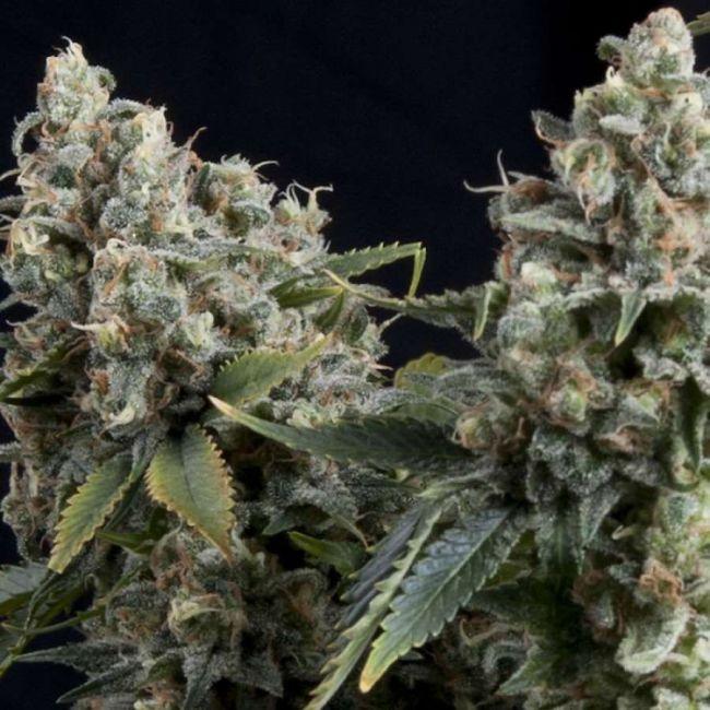 Tutankhamun Auto | Pyramid Seeds | Skyline Smoke Company | South Africa