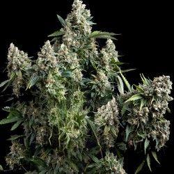 Tutankhamun | Pyramid Seeds | Skyline Smoke Company | South Africa