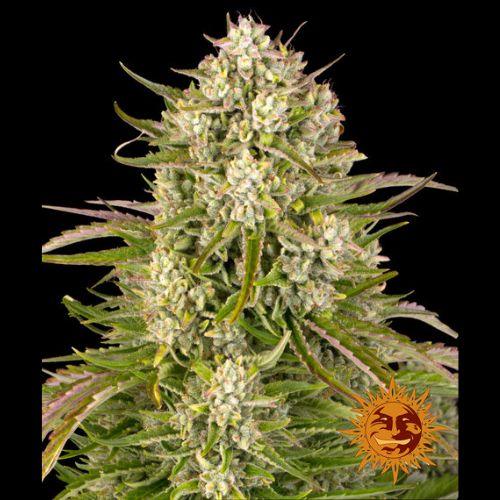 Wedding Cake Auto | Barneys Farm | Skyline Smoke Company | South Africa
