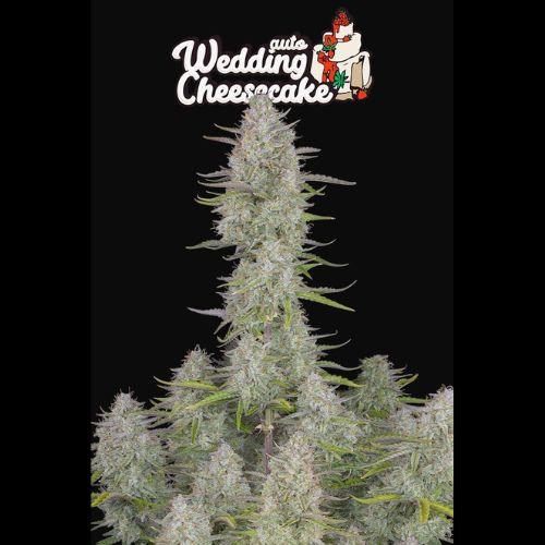 Wedding Cheesecake Auto | 420 Fast Buds | Skyline Smoke Company | South Africa