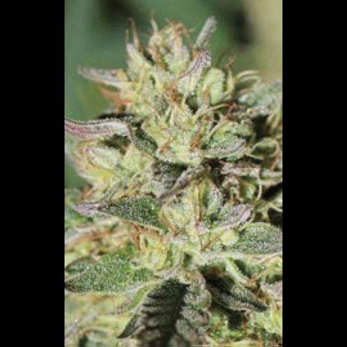 Wedding Tree | Humboldt Seed Company | Skyline Smoke Company | South Africa