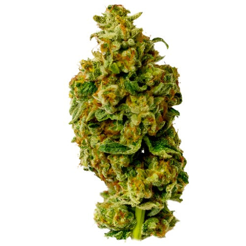 Wedding Tree | Humboldt Seed Company | Skyline Smoke Company | South Africa