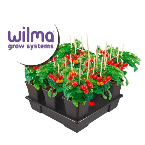 Wilma Large 4 Complete System 11L | Skyline Grow Shop | South Africa