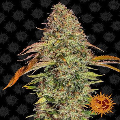Zkittlez OG Auto | Barneys Farm | Skyline Smoke Company | South Africa