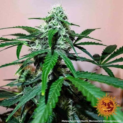 Zkittlez OG Auto | Barneys Farm | Skyline Smoke Company | South Africa