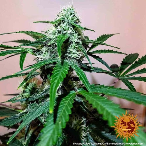 Barneys Farm Zkittlez OG Auto Seeds | Skyline Seed Bank | South Africa