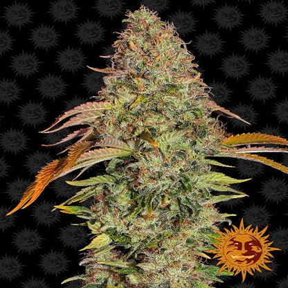 Barneys Farm Zkittlez OG Auto Seeds | Skyline Seed Bank | South Africa