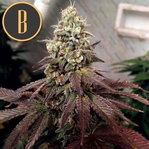 Zombie Death Fuck | BlimBurn Seeds | Skyline Smoke Company | South Africa