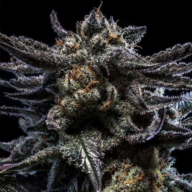 Zombie Kush Auto | Ripper Seeds | Skyline Smoke Company | South Africa