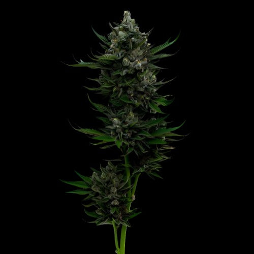 All Gas OG | Humboldt Seed Company | Skyline Smoke Company | South Africa