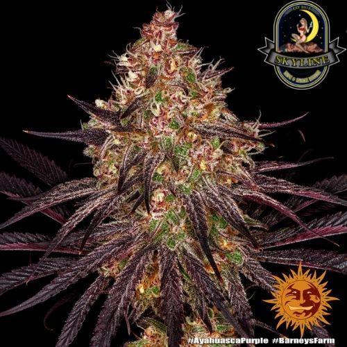 Ayahuasca Purple | Barneys Farm | Skyline Vape & Smoke Lounge | South Africa