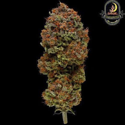 Blueberry Muffin | Humboldt Seed Company | Skyline Smoke Company | South Africa