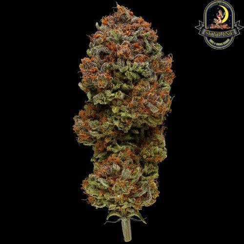 Blueberry Muffin | Humboldt Seed Company | Skyline Smoke Company | South Africa