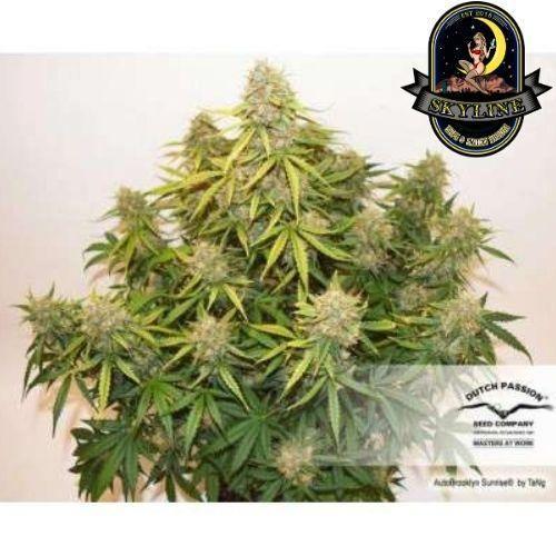 Brooklyn Sunrise Auto | Dutch Passion Seeds | Skyline Smoke Company | South Africa