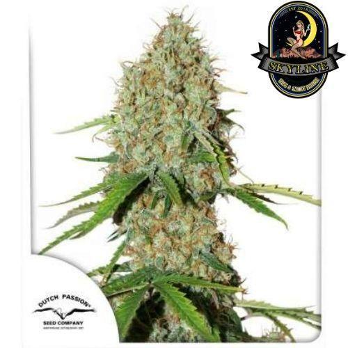 Brooklyn Sunrise Auto | Dutch Passion Seeds | Skyline Smoke Company | South Africa