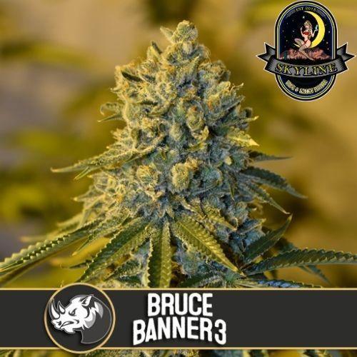 Bruce Banner #3 | BlimBurn Seeds | Skyline Smoke Company | South Africa