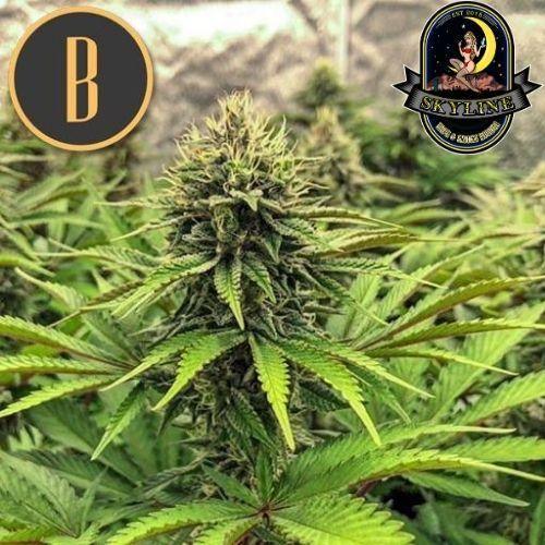 Bruce Banner #3 | BlimBurn Seeds | Skyline Smoke Company | South Africa