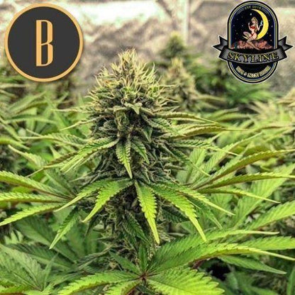 Bruce Banner #3 | BlimBurn Seeds | Skyline Smoke Company | South Africa