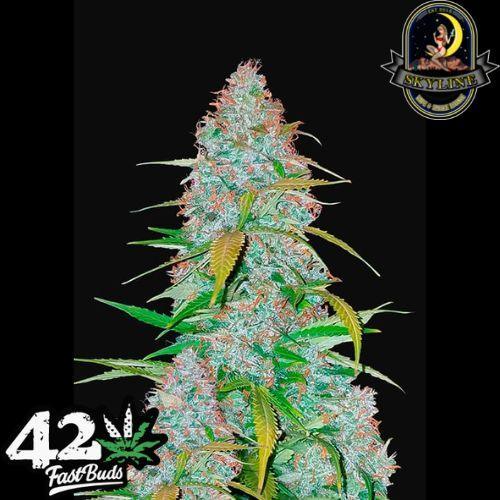 Californian Snow Auto | 420 Fast Buds | Skyline Smoke Company | South Africa