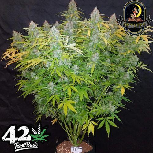 Californian Snow Auto | 420 Fast Buds | Skyline Smoke Company | South Africa